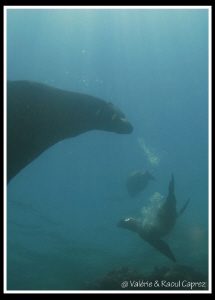 Sea lions in the Cortez sea. by Raoul Caprez 